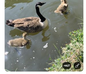 Picture of ducks showing for blog on how to add alt text